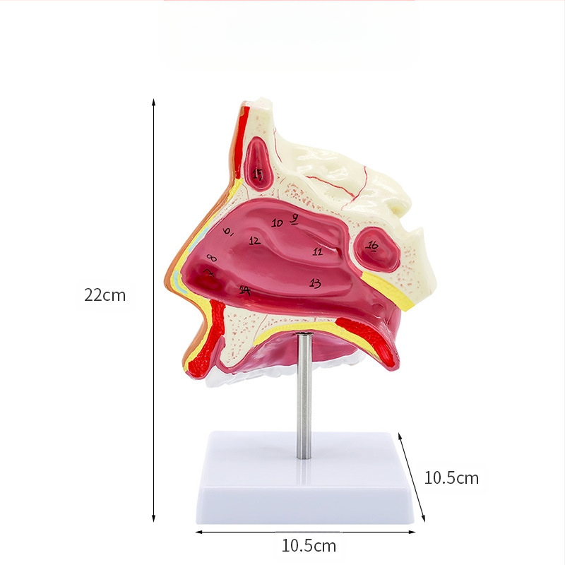 Μοντέλο ανατομίας της ρινικής κοιλότητας και του λάρυγγα με διαμήκη τομή – εκπαιδευτικό μοντέλο ΩΡΛ