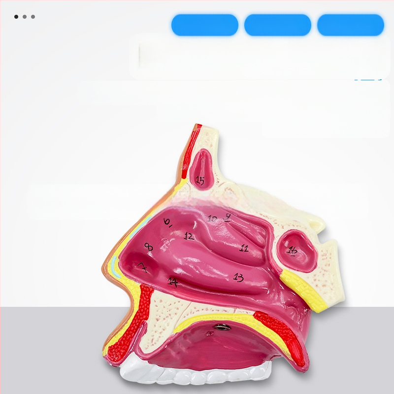 Μοντέλο ανατομίας της ρινικής κοιλότητας και του λάρυγγα με διαμήκη τομή – εκπαιδευτικό μοντέλο ΩΡΛ