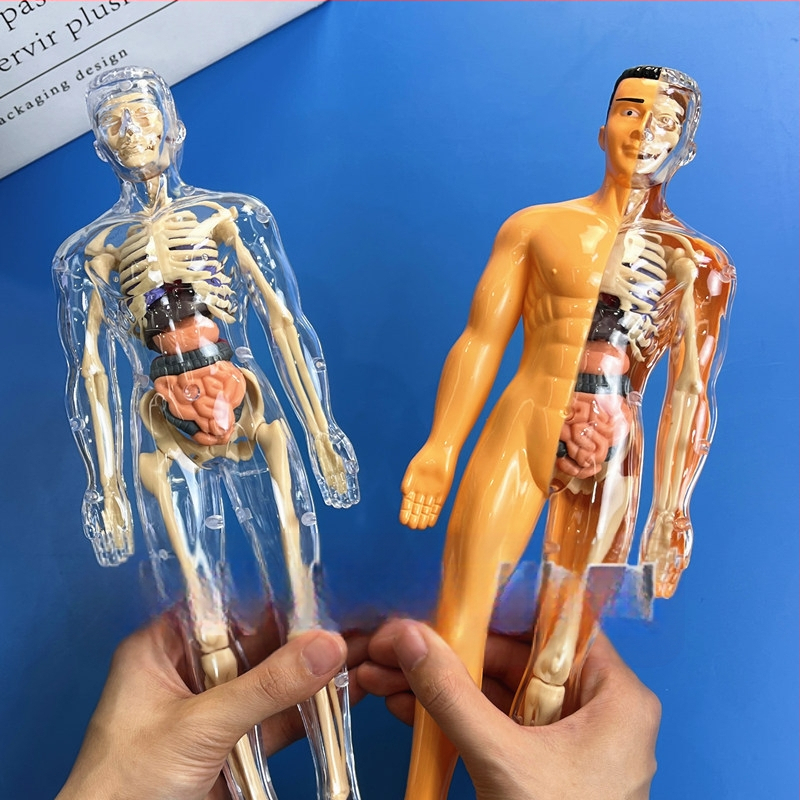 Hariduslik inimkeha skeleti mudel lastele, plastikust DIY komplekt, 4–6-aastastele, mitmekülgne, ilma elektrita.