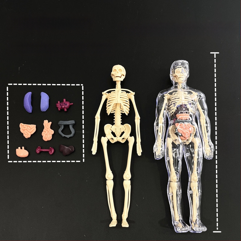 Hariduslik inimkeha skeleti mudel lastele, plastikust DIY komplekt, 4–6-aastastele, mitmekülgne, ilma elektrita.