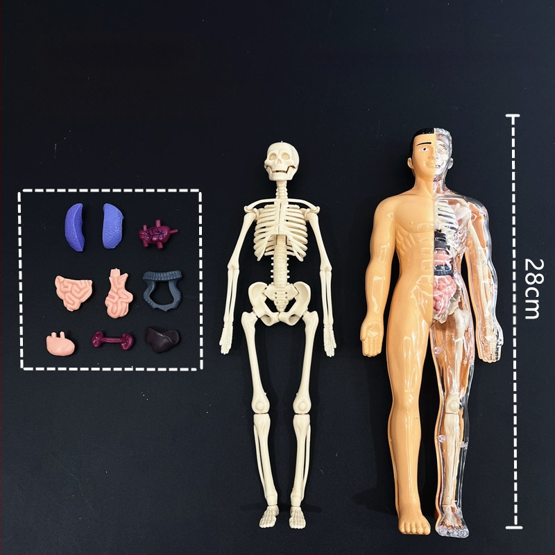 Hariduslik inimkeha skeleti mudel lastele, plastikust DIY komplekt, 4–6-aastastele, mitmekülgne, ilma elektrita.