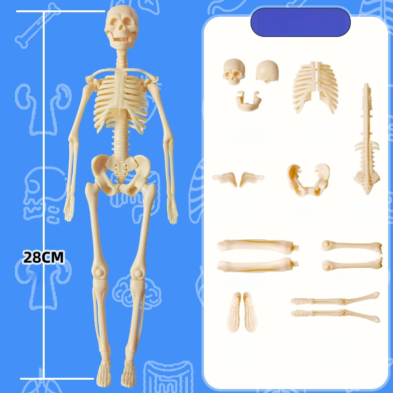 Hariduslik inimkeha skeleti mudel lastele, plastikust DIY komplekt, 4–6-aastastele, mitmekülgne, ilma elektrita.