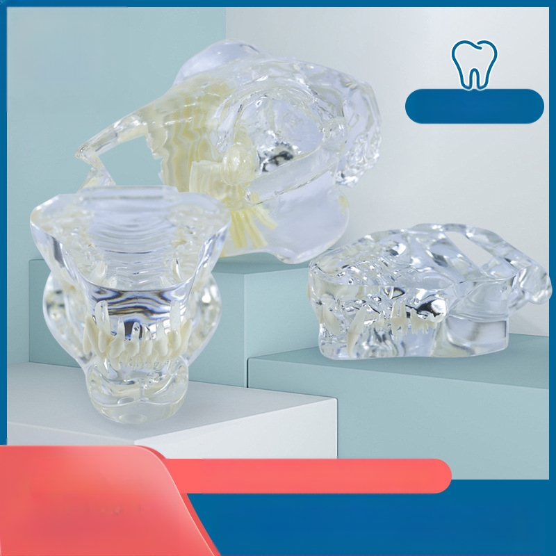 Háziállatok dentális modellje oktatáshoz, Youkang Technology, OEM fogmodell, dobozban 100 darab, kategória: egyéb szájhigiéniai kémiai termékek