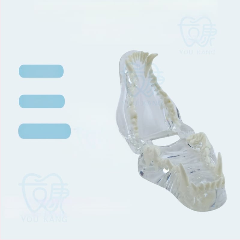 Háziállatok dentális modellje oktatáshoz, Youkang Technology, OEM fogmodell, dobozban 100 darab, kategória: egyéb szájhigiéniai kémiai termékek