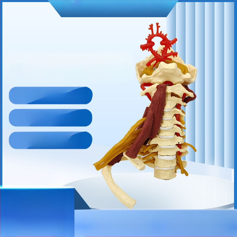 Ανατομικό μοντέλο - ανθρώπινο μυοσκελετικό μοντέλο με αυχενικούς σπονδύλους, γόνατο, ισχίο, αγκώνα και συνδέσμους ώμων; PVC, στατικό μοντέλο, έλεγχος 1