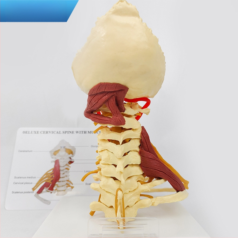 Ανατομικό μοντέλο - ανθρώπινο μυοσκελετικό μοντέλο με αυχενικούς σπονδύλους, γόνατο, ισχίο, αγκώνα και συνδέσμους ώμων; PVC, στατικό μοντέλο, έλεγχος 1
