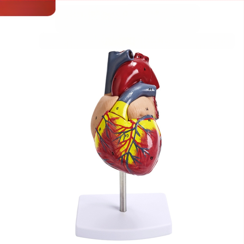 Сърдечен анатомичен модел за обучение - PVC модел на вътрешни органи, образователна експозиция, Excellence