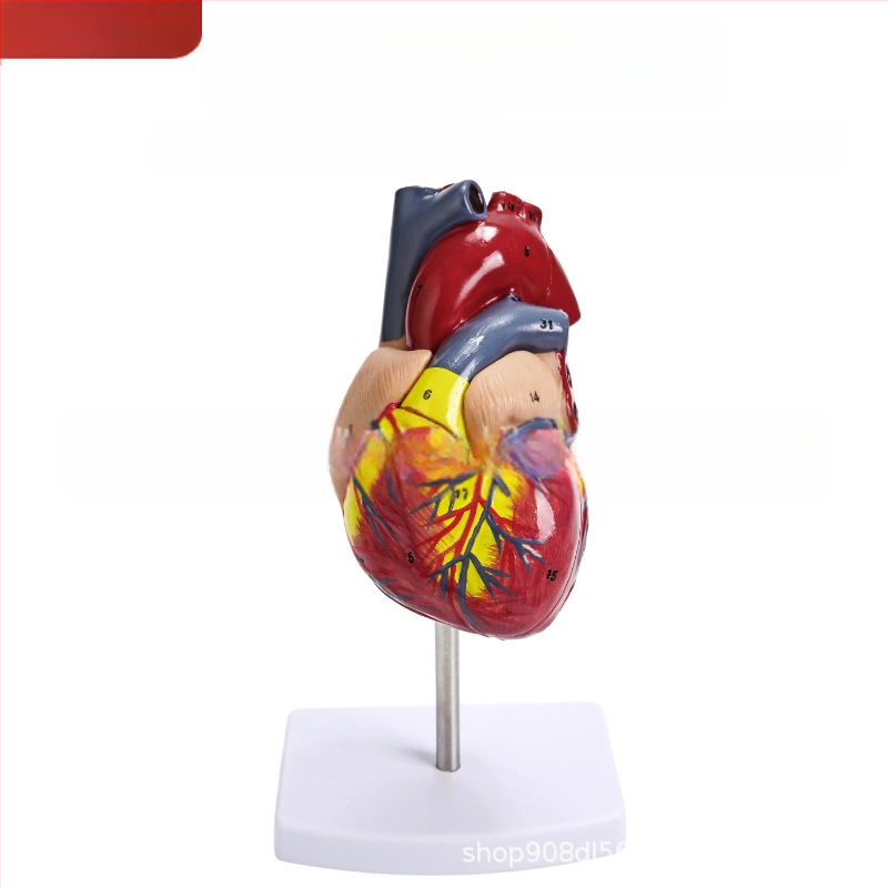 Сърдечен анатомичен модел за обучение - PVC модел на вътрешни органи, образователна експозиция, Excellence