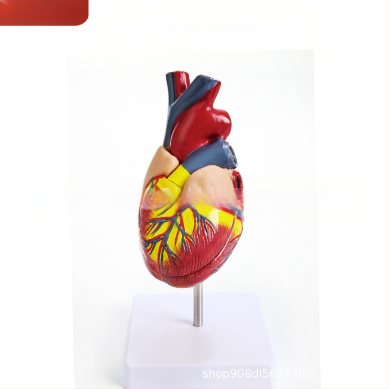 Сърдечен анатомичен модел за обучение - PVC модел на вътрешни органи, образователна експозиция, Excellence