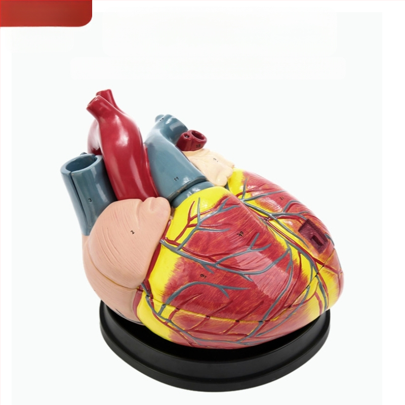 Сърдечен анатомичен модел за обучение - PVC модел на вътрешни органи, образователна експозиция, Excellence