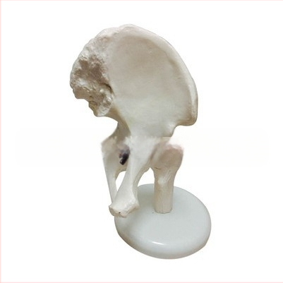 1:1 Анатомичен костен модел на човешки стави, включва коляно, рамо, лакът, ръка, крак и тазобедрена става