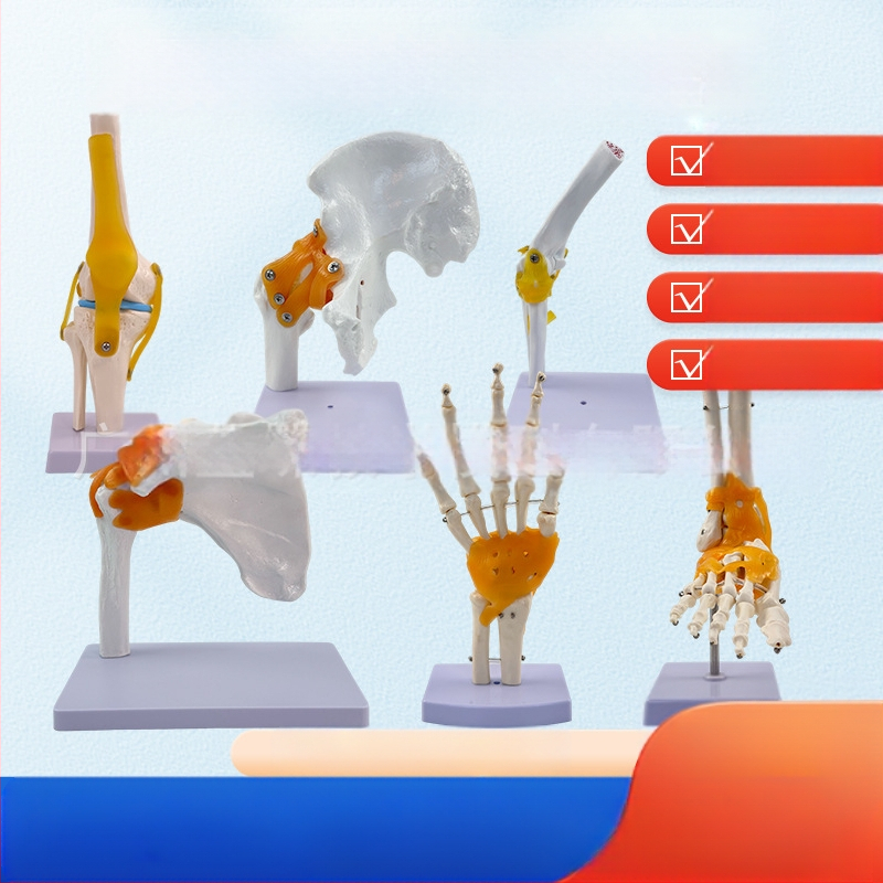 1:1 Анатомичен костен модел на човешки стави, включва коляно, рамо, лакът, ръка, крак и тазобедрена става