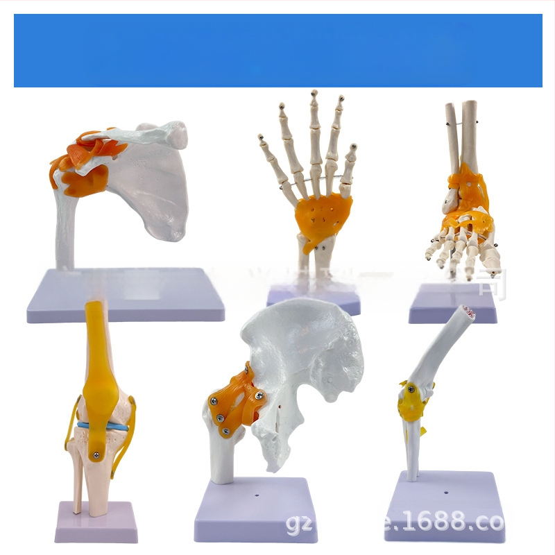 1:1 Анатомичен костен модел на човешки стави, включва коляно, рамо, лакът, ръка, крак и тазобедрена става