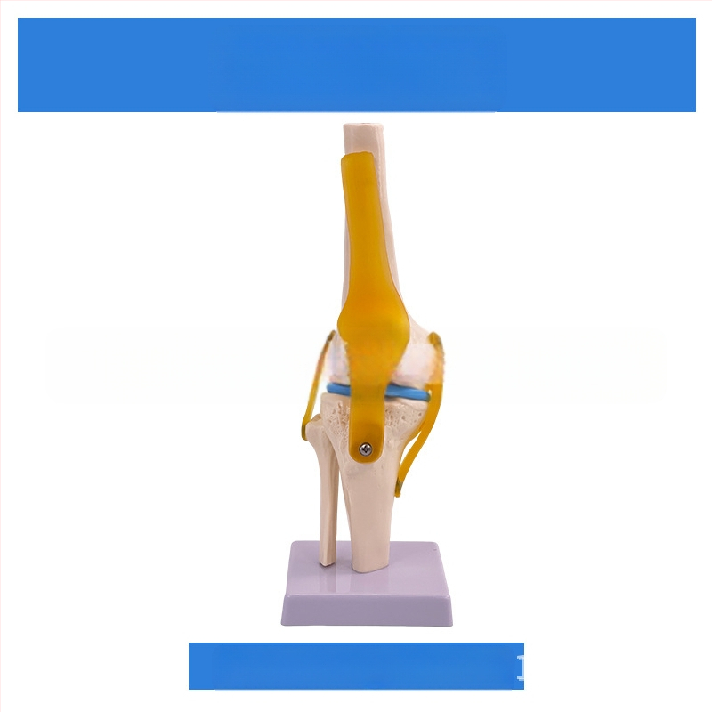 1:1 Анатомичен костен модел на човешки стави, включва коляно, рамо, лакът, ръка, крак и тазобедрена става