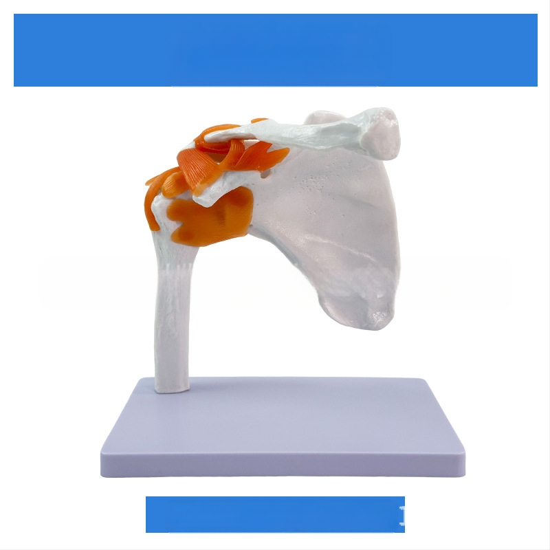 1:1 Анатомичен костен модел на човешки стави, включва коляно, рамо, лакът, ръка, крак и тазобедрена става