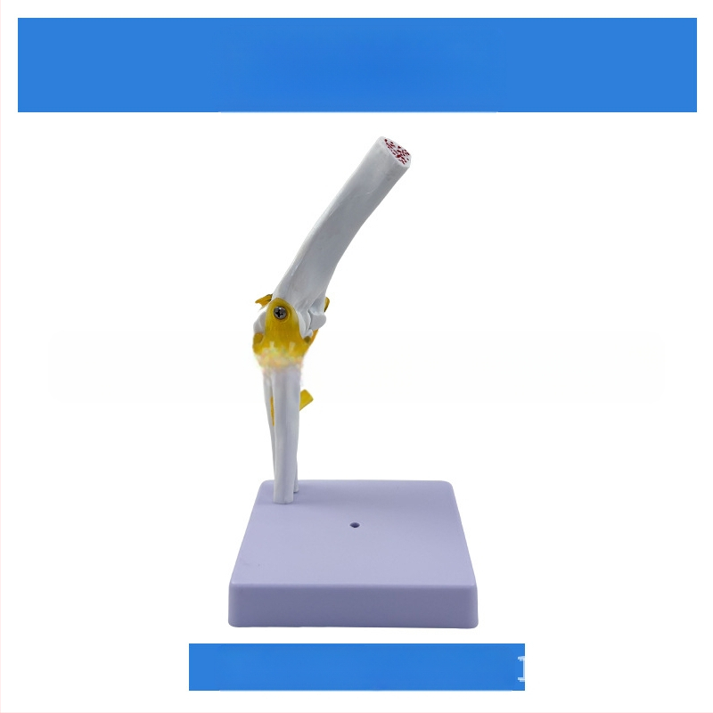 1:1 Анатомичен костен модел на човешки стави, включва коляно, рамо, лакът, ръка, крак и тазобедрена става