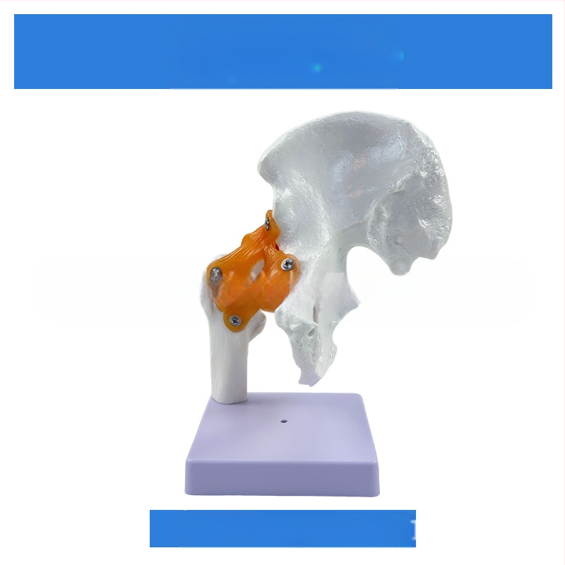 1:1 Анатомичен костен модел на човешки стави, включва коляно, рамо, лакът, ръка, крак и тазобедрена става