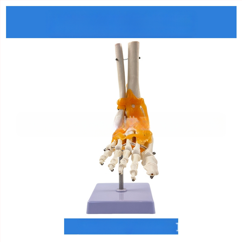 1:1 Анатомичен костен модел на човешки стави, включва коляно, рамо, лакът, ръка, крак и тазобедрена става