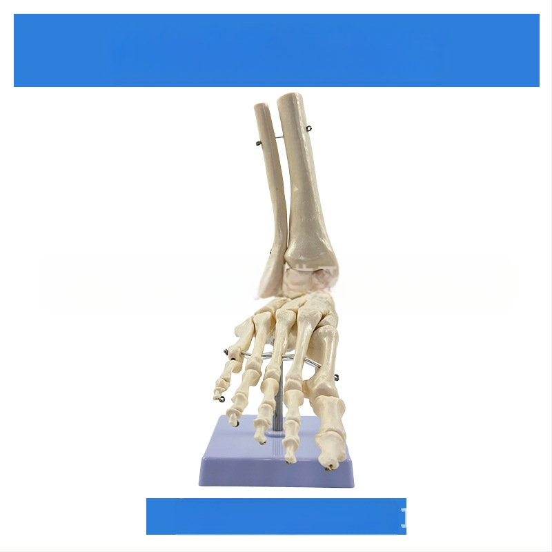 1:1 Анатомичен костен модел на човешки стави, включва коляно, рамо, лакът, ръка, крак и тазобедрена става