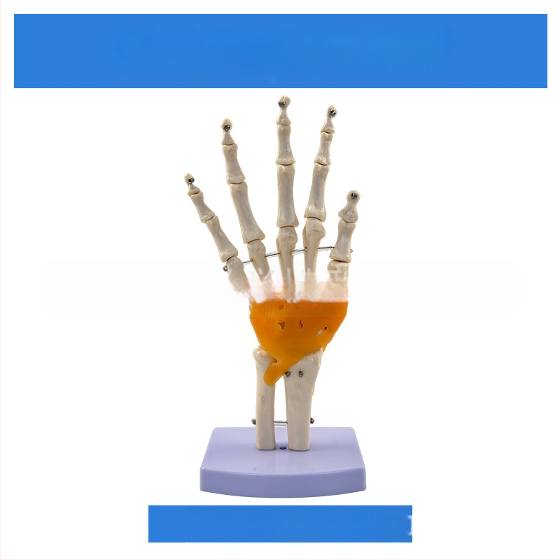 1:1 Анатомичен костен модел на човешки стави, включва коляно, рамо, лакът, ръка, крак и тазобедрена става