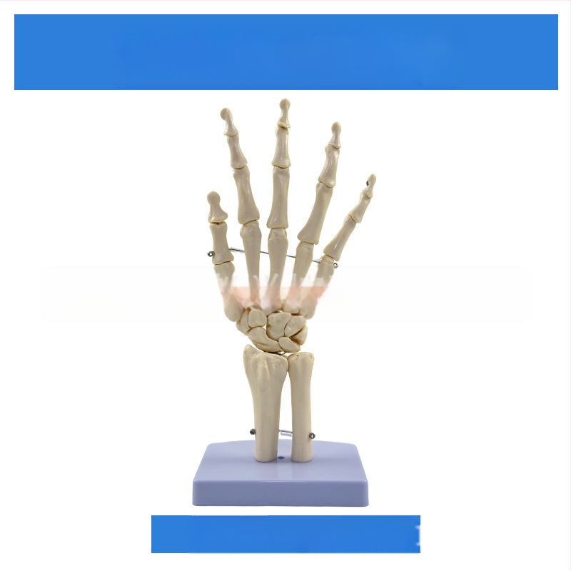 1:1 Анатомичен костен модел на човешки стави, включва коляно, рамо, лакът, ръка, крак и тазобедрена става