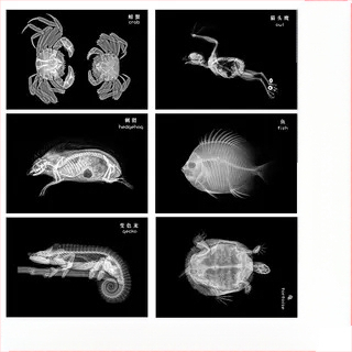 Jucărie educațională Montessori-Reggio cu lumină și umbră, inel DIY cu raze X, pentru sugari 0–3 ani, colț științific pentru fete