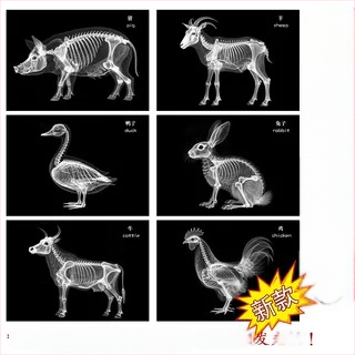 Jucărie educațională Montessori-Reggio cu lumină și umbră, inel DIY cu raze X, pentru sugari 0–3 ani, colț științific pentru fete