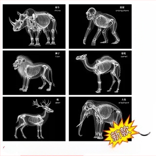 Jucărie educațională Montessori-Reggio cu lumină și umbră, inel DIY cu raze X, pentru sugari 0–3 ani, colț științific pentru fete