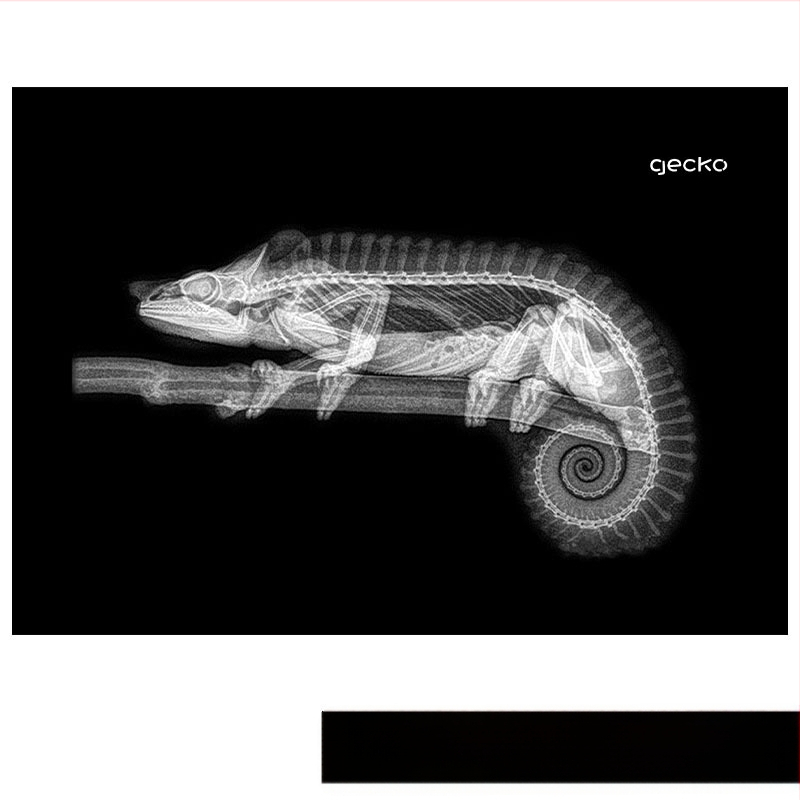 Jucărie educațională Montessori-Reggio cu lumină și umbră, inel DIY cu raze X, pentru sugari 0–3 ani, colț științific pentru fete