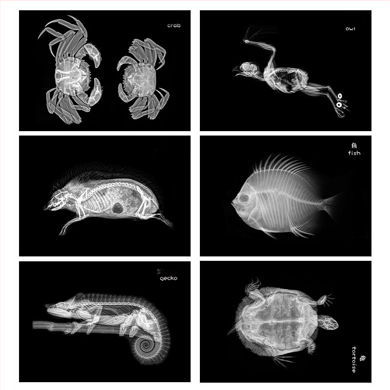 Jucărie educațională Montessori-Reggio cu lumină și umbră, inel DIY cu raze X, pentru sugari 0–3 ani, colț științific pentru fete
