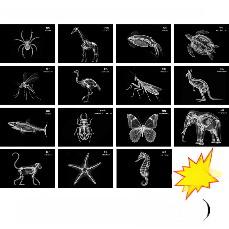 Jucărie educațională Montessori-Reggio cu lumină și umbră, inel DIY cu raze X, pentru sugari 0–3 ani, colț științific pentru fete