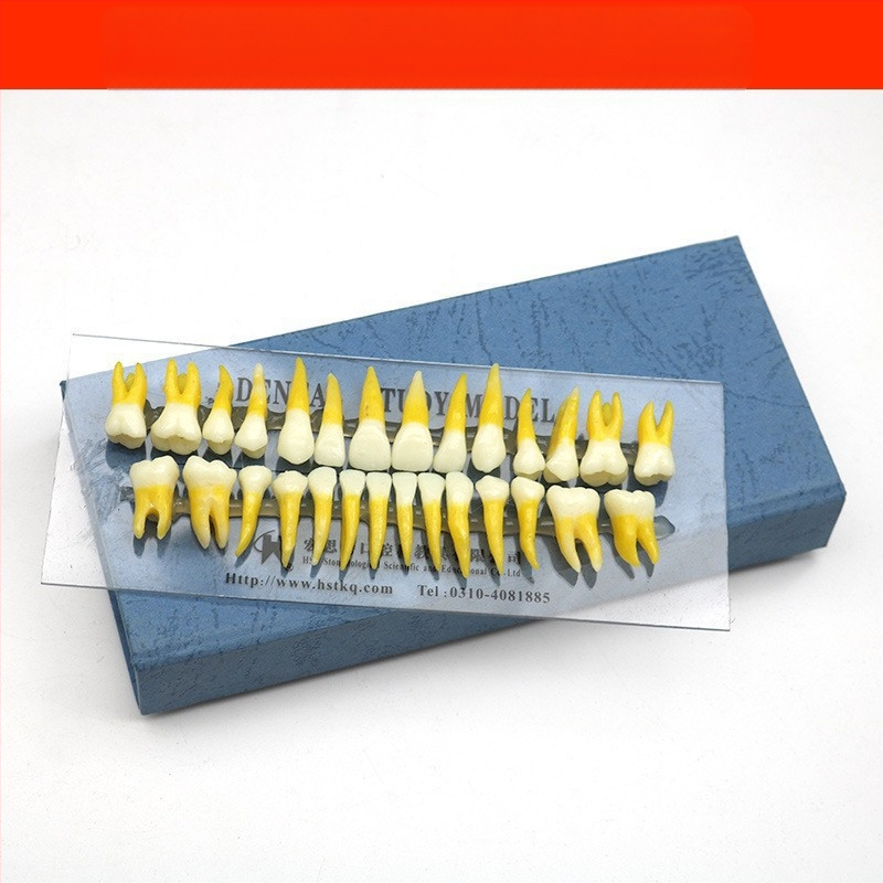 Μοντέλο διδασκαλίας οδοντιατρικής με παθολογική αποκατάσταση και τυπικό καλούπι εμφυτευμάτων — εγχώριο εμπορικό σήμα, με εκτυπωμένο λογότυπο, κατάλληλο για την οδοντιατρική εκπαίδευση