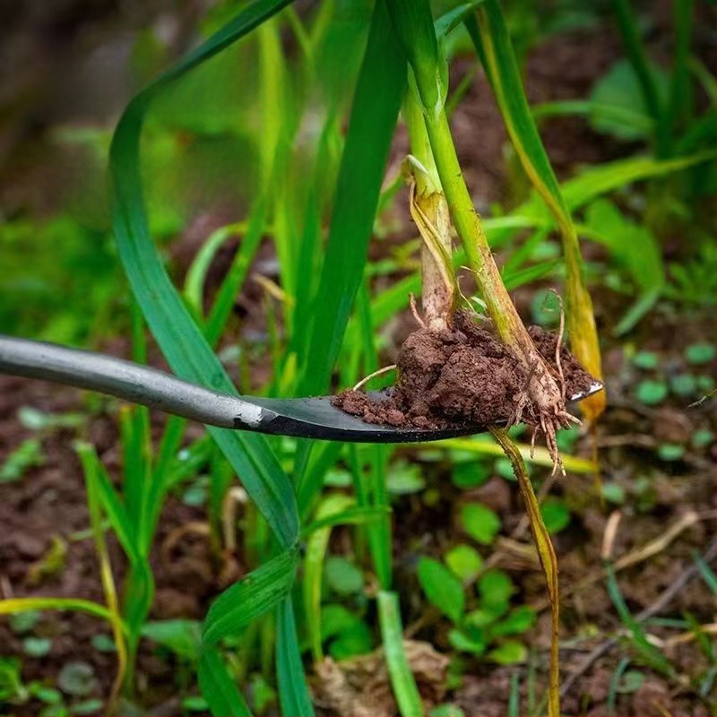 Sodo rankinis kastuvas česnakams ir laukiniams daržovėms