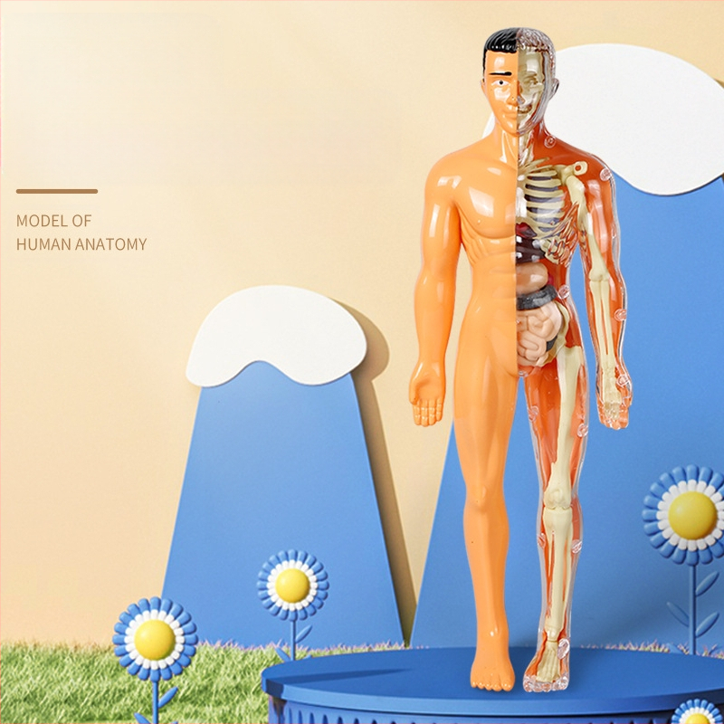 Bioloģijas/ķīmijas izglītojošā rotaļlieta orgānu un skeleta salikšanai — Tengxin, plastmasa, vecums no 7 līdz 14 gadiem