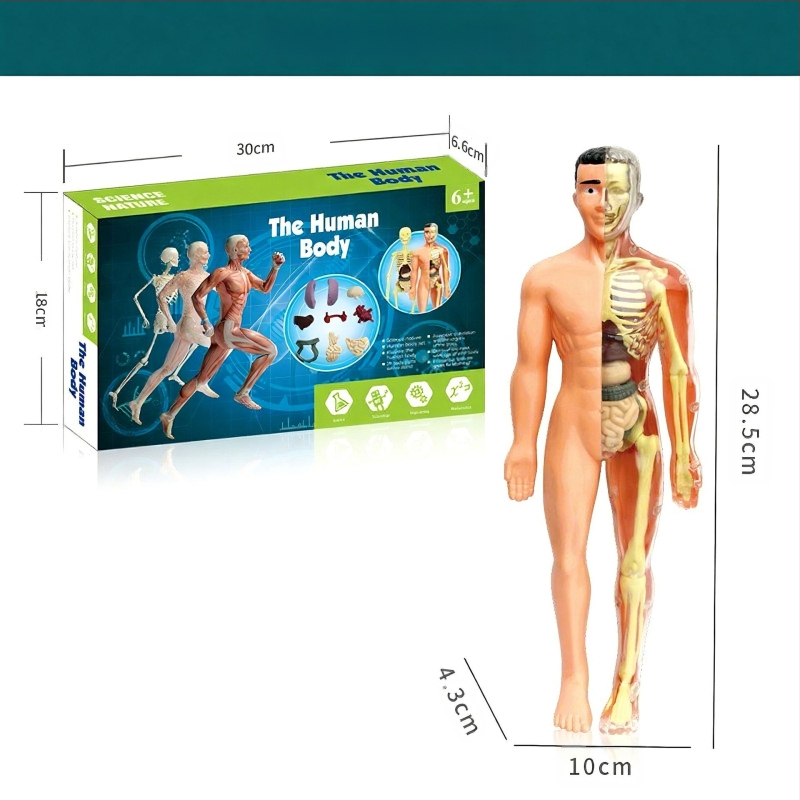 Bioloģijas/ķīmijas izglītojošā rotaļlieta orgānu un skeleta salikšanai — Tengxin, plastmasa, vecums no 7 līdz 14 gadiem