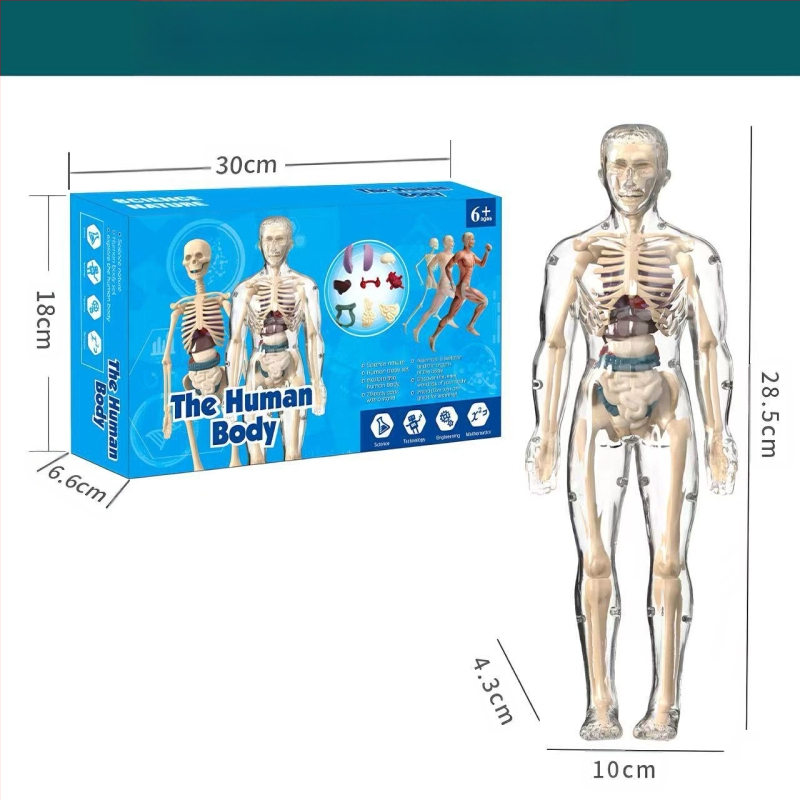 Bioloģijas/ķīmijas izglītojošā rotaļlieta orgānu un skeleta salikšanai — Tengxin, plastmasa, vecums no 7 līdz 14 gadiem
