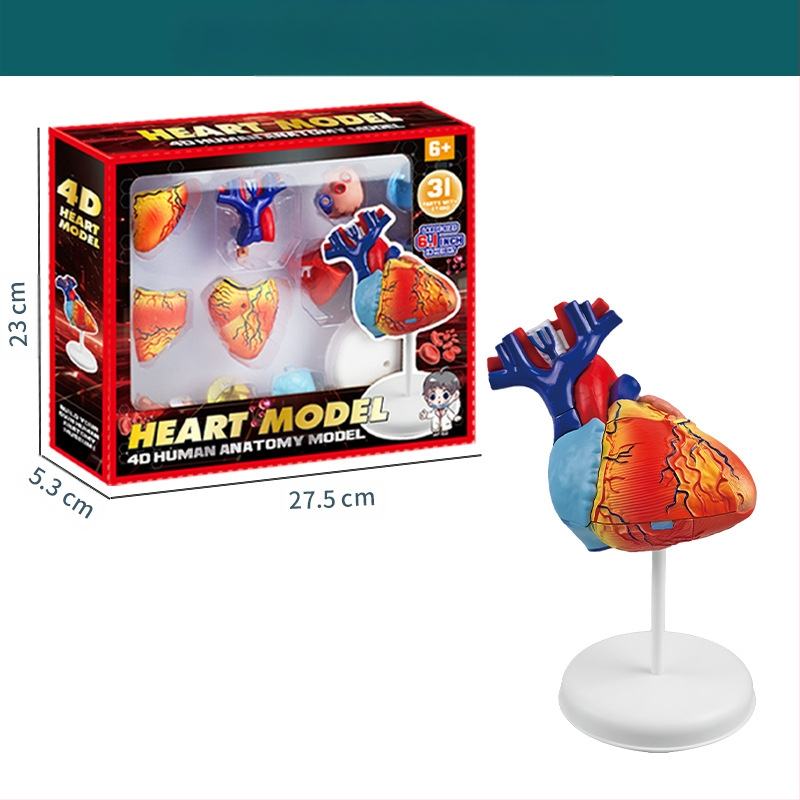 Bioloģijas/ķīmijas izglītojošā rotaļlieta orgānu un skeleta salikšanai — Tengxin, plastmasa, vecums no 7 līdz 14 gadiem