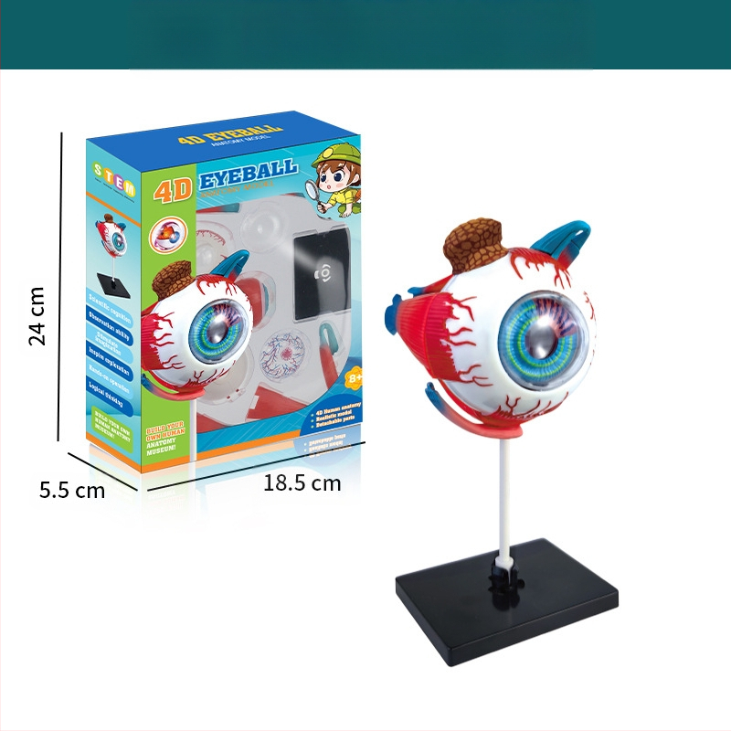 Bioloģijas/ķīmijas izglītojošā rotaļlieta orgānu un skeleta salikšanai — Tengxin, plastmasa, vecums no 7 līdz 14 gadiem