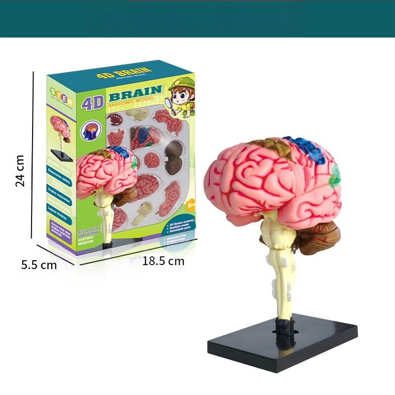 Bioloģijas/ķīmijas izglītojošā rotaļlieta orgānu un skeleta salikšanai — Tengxin, plastmasa, vecums no 7 līdz 14 gadiem