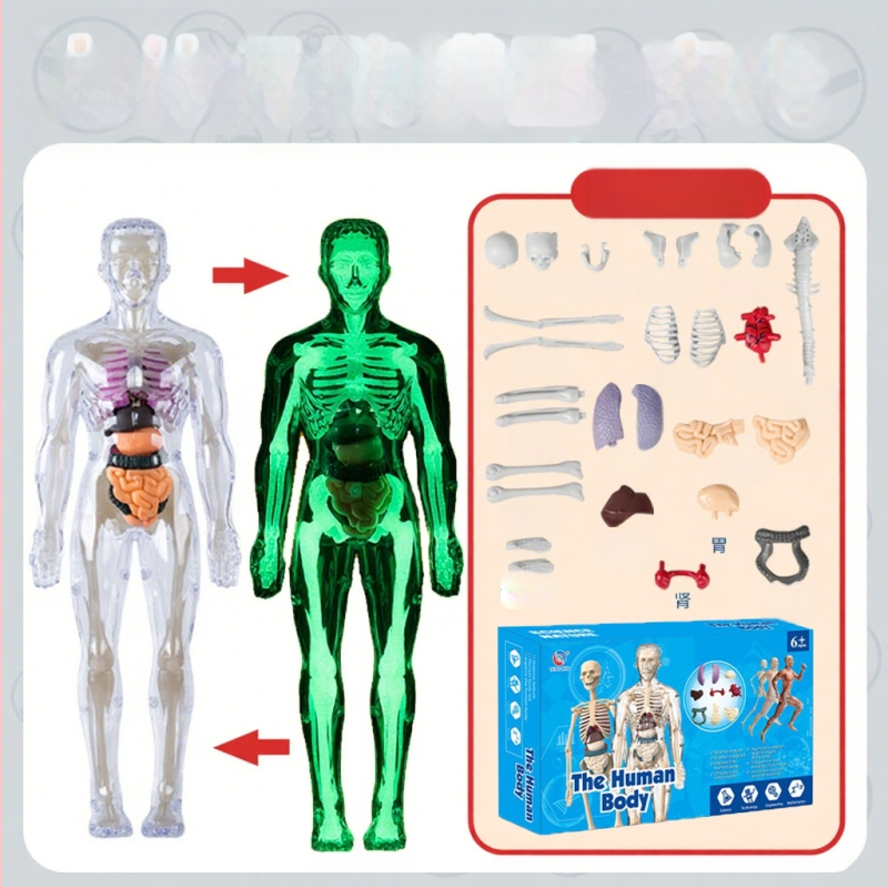 Bioloģijas/ķīmijas izglītojošā rotaļlieta orgānu un skeleta salikšanai — Tengxin, plastmasa, vecums no 7 līdz 14 gadiem