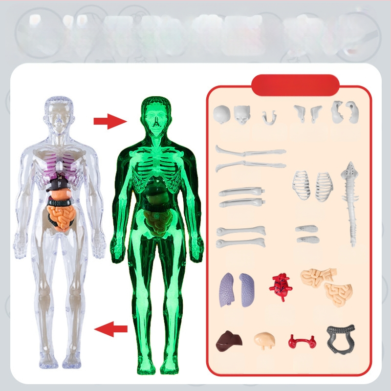 Bioloģijas/ķīmijas izglītojošā rotaļlieta orgānu un skeleta salikšanai — Tengxin, plastmasa, vecums no 7 līdz 14 gadiem