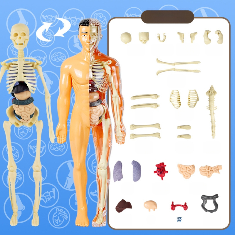 Bioloģijas/ķīmijas izglītojošā rotaļlieta orgānu un skeleta salikšanai — Tengxin, plastmasa, vecums no 7 līdz 14 gadiem