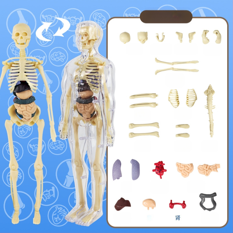 Bioloģijas/ķīmijas izglītojošā rotaļlieta orgānu un skeleta salikšanai — Tengxin, plastmasa, vecums no 7 līdz 14 gadiem