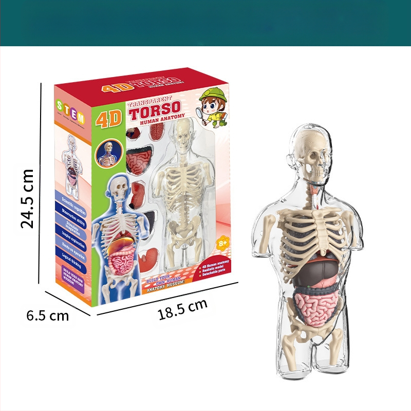 Bioloģijas/ķīmijas izglītojošā rotaļlieta orgānu un skeleta salikšanai — Tengxin, plastmasa, vecums no 7 līdz 14 gadiem