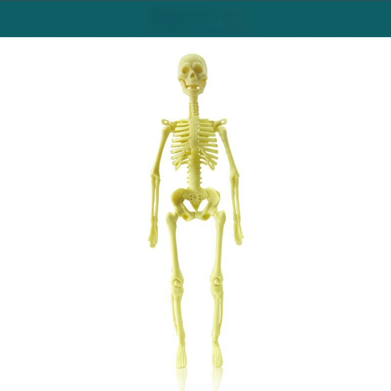 Bioloģijas/ķīmijas izglītojošā rotaļlieta orgānu un skeleta salikšanai — Tengxin, plastmasa, vecums no 7 līdz 14 gadiem