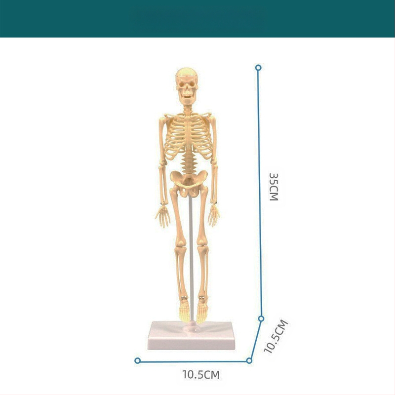 Bioloģijas/ķīmijas izglītojošā rotaļlieta orgānu un skeleta salikšanai — Tengxin, plastmasa, vecums no 7 līdz 14 gadiem