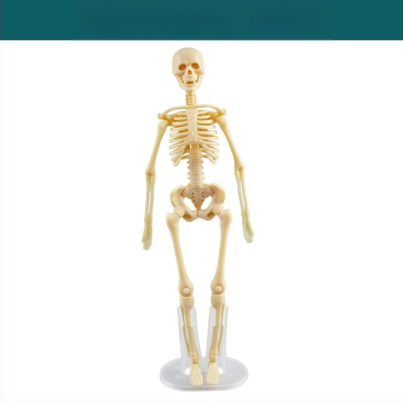 Bioloģijas/ķīmijas izglītojošā rotaļlieta orgānu un skeleta salikšanai — Tengxin, plastmasa, vecums no 7 līdz 14 gadiem