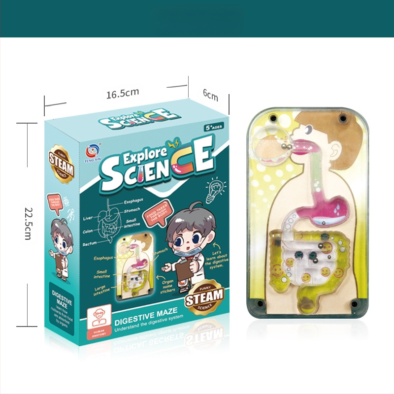 Bioloģijas/ķīmijas izglītojošā rotaļlieta orgānu un skeleta salikšanai — Tengxin, plastmasa, vecums no 7 līdz 14 gadiem