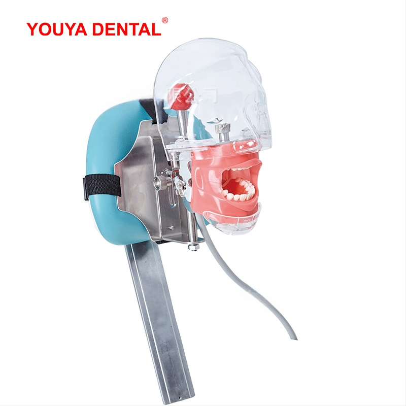 Дентален обучителен модел на глава със сваляем формов модул – устен модел от смола за обучение (6 броя)