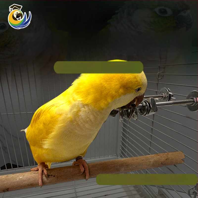 папагайска дъвкателна играчка за облекчаване на стреса, неръждаема стомана, висулка за клетка, интерактивна (Произход: Wenzhou; Внос: Не)